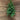 Fresh Touch Potted Norfolk Pine Tree